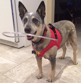 Gladys a blind dog with a halo vest provided by Halos For Paws