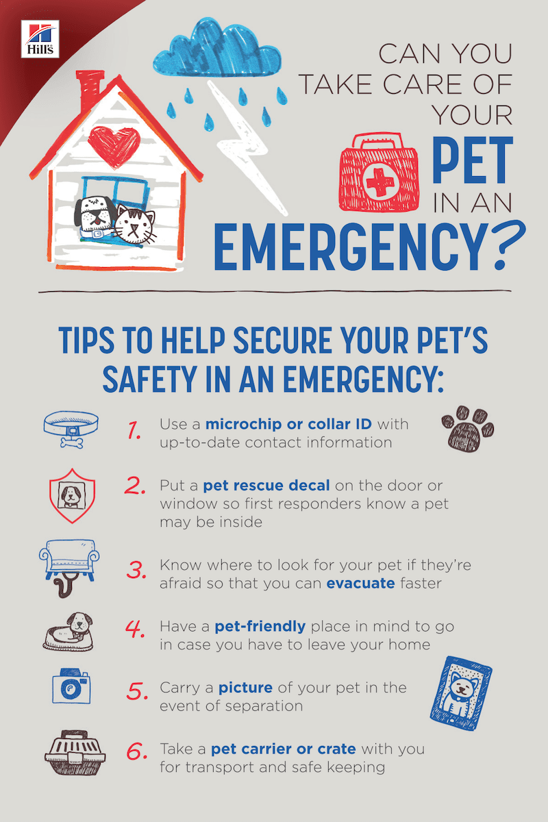 Disaster Preparedness Is For Pets Too! | Is My Pet Safe?